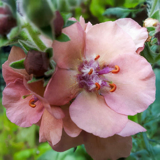 Verbascum 'Helen Johnson'