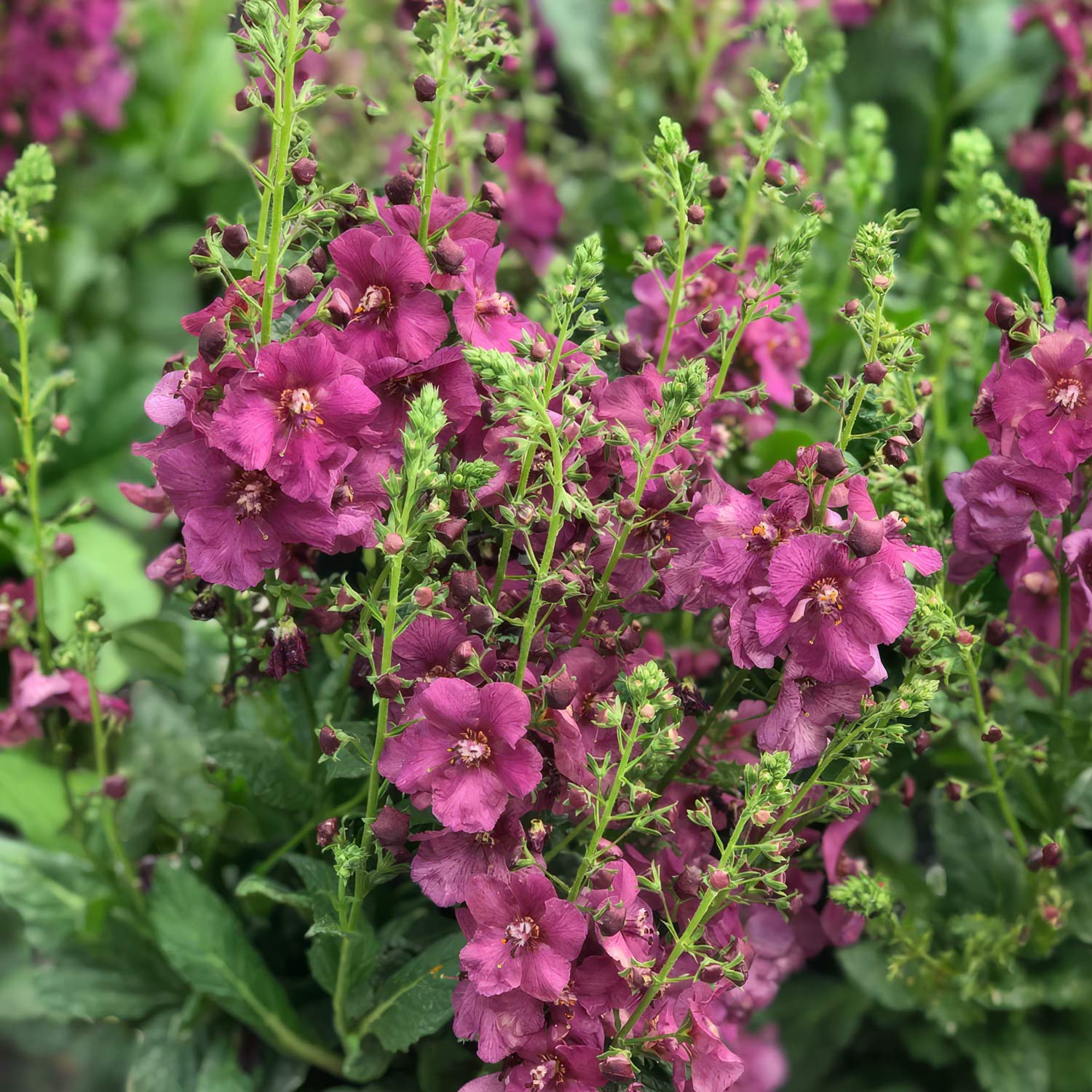 Verbascum 'Plum Smokey'