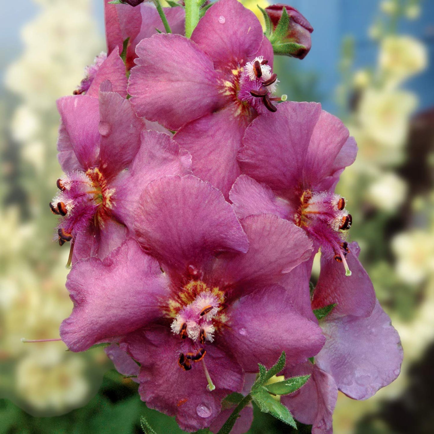 Verbascum 'Plum Smokey'
