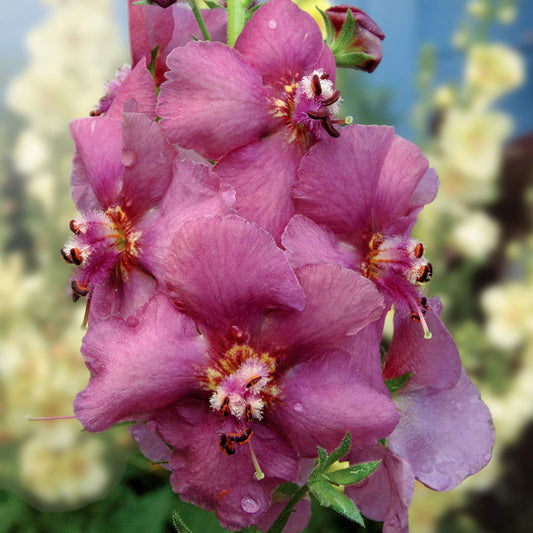 Verbascum 'Plum Smokey'