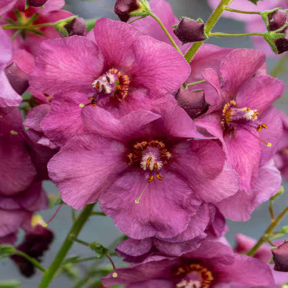 Verbascum 'Plum Smokey'