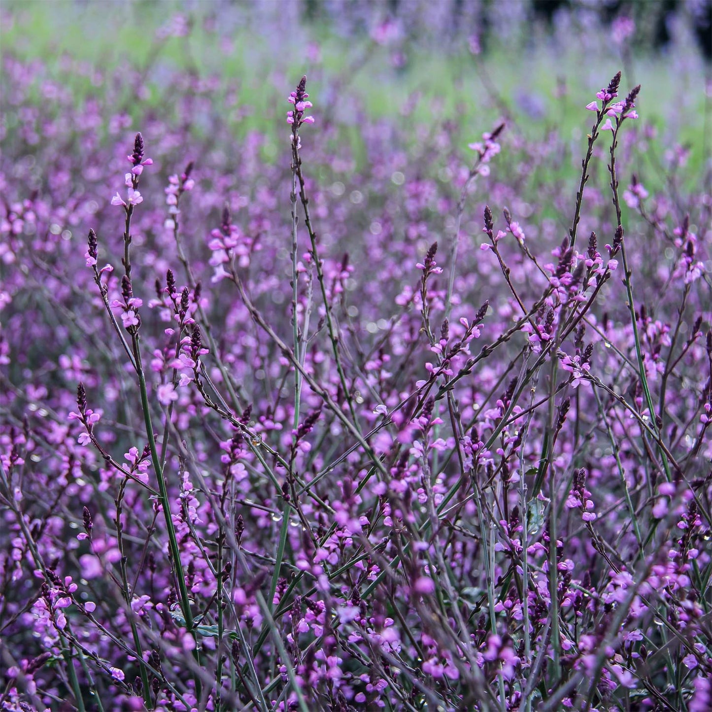 Verbena officinalis 'Bampton'