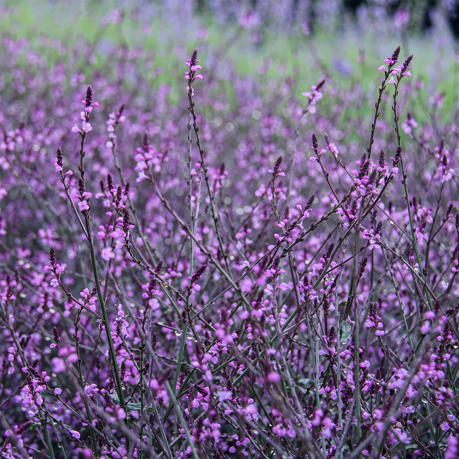 Verbena officinalis 'Bampton'
