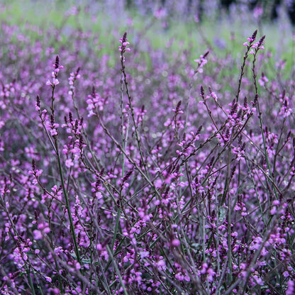 Verbena officinalis 'Bampton'