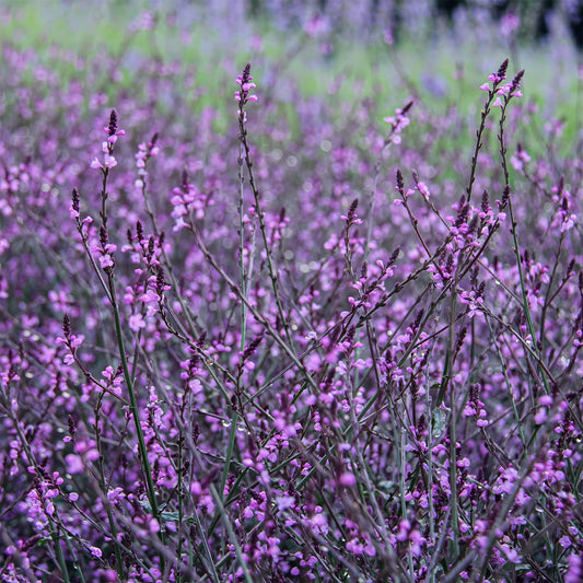 Verbena officinalis 'Bampton'