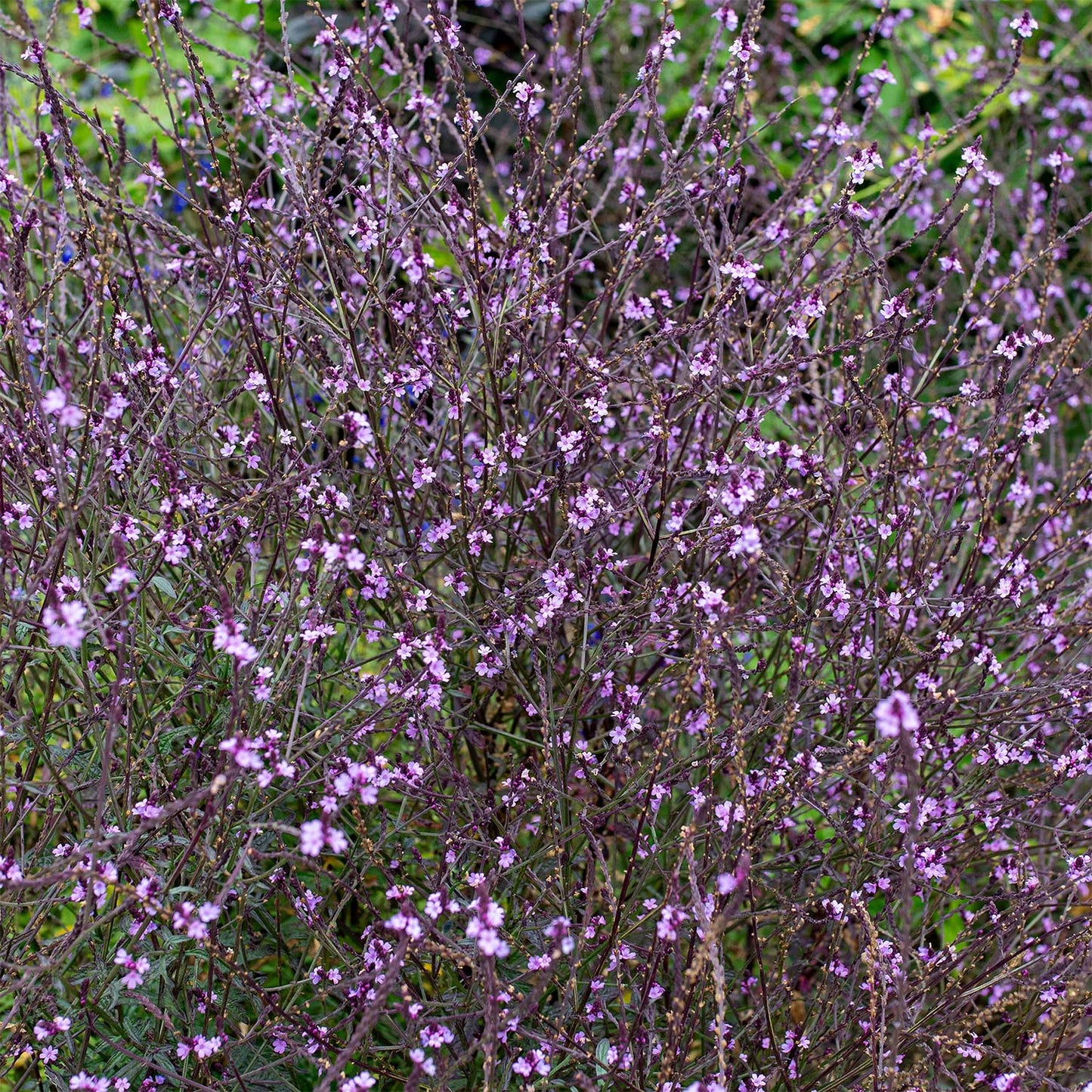 Verbena officinalis 'Bampton'