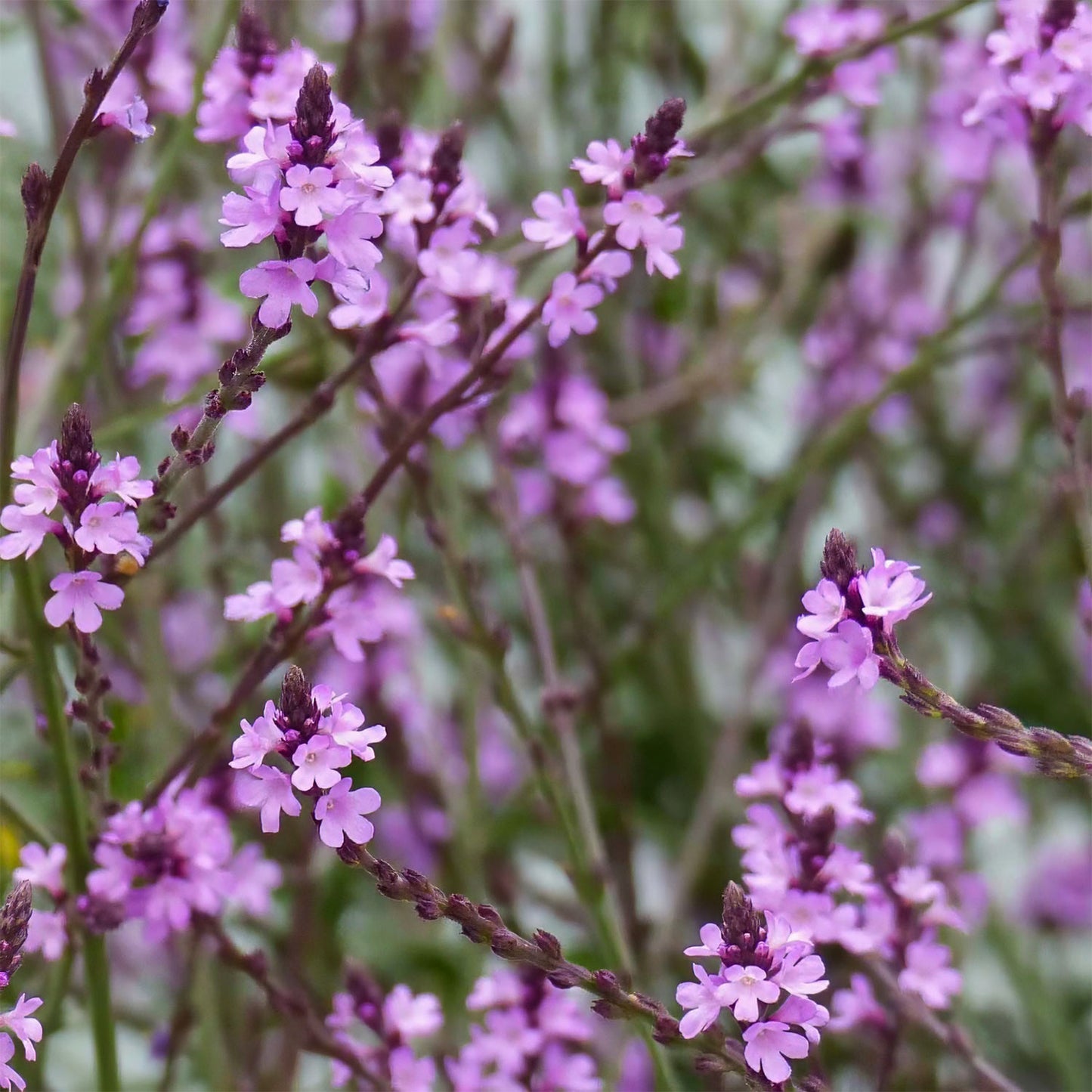 Verbena officinalis 'Bampton'