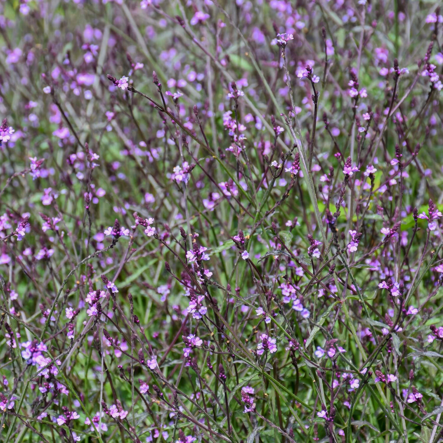 Verbena officinalis 'Bampton'