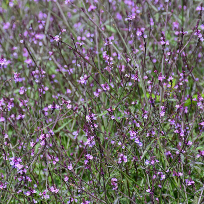 Verbena officinalis 'Bampton'