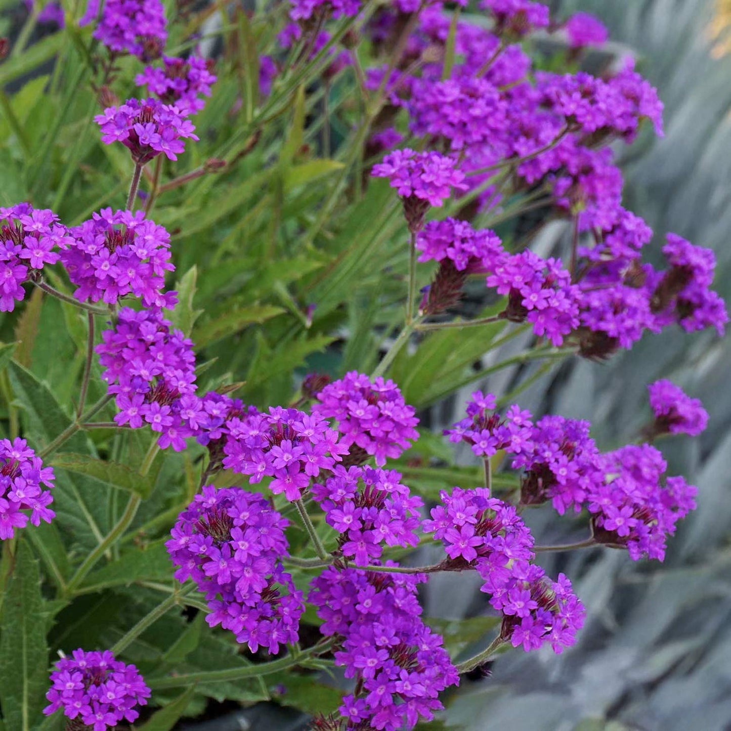 Verbena rigida
