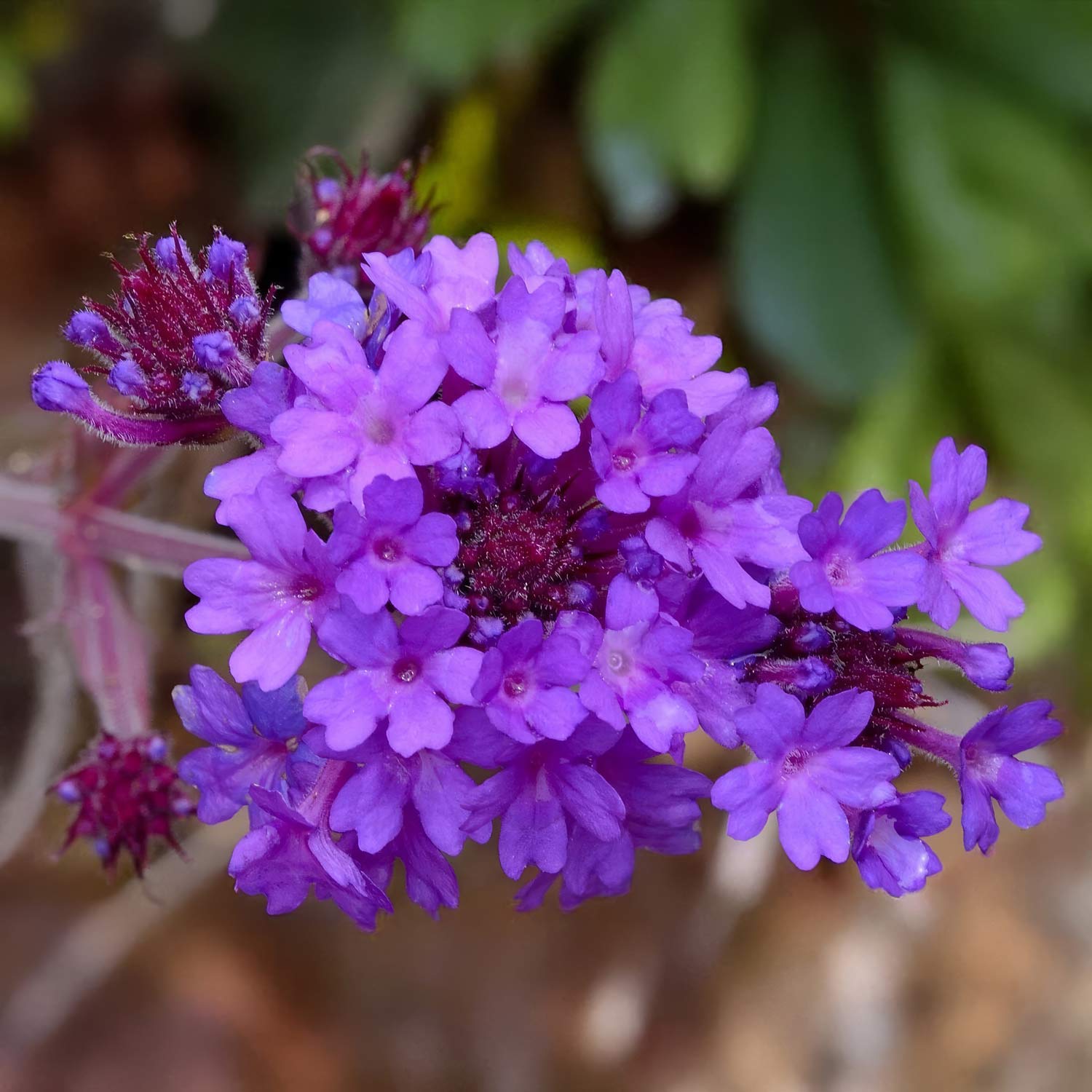Verbena rigida