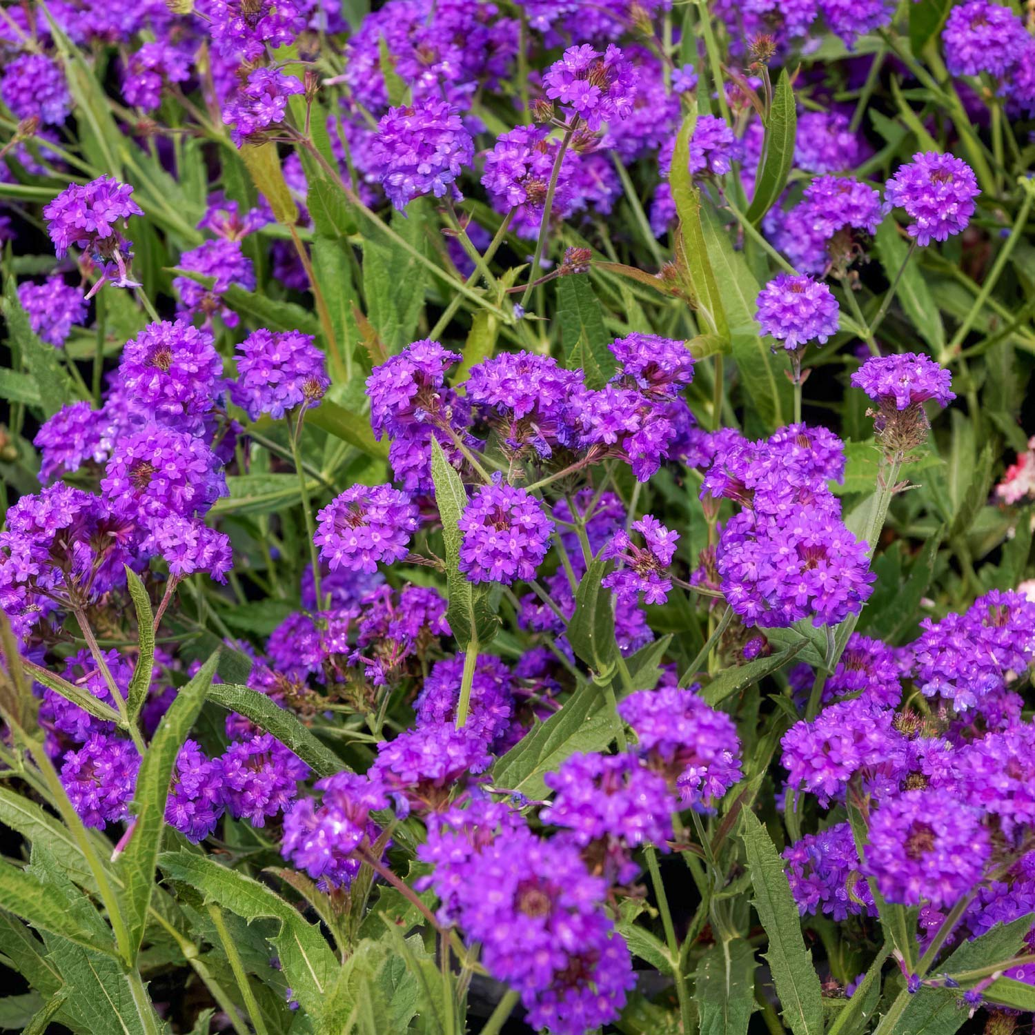 Verbena rigida
