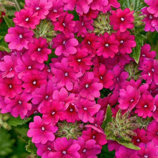 Verbena Superbena 'Burgundy'