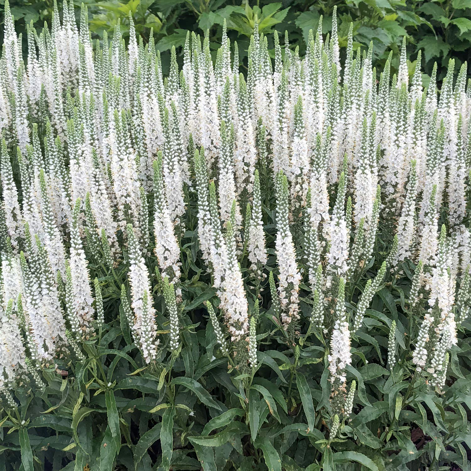 Veronica Magic Show 'White Wands'