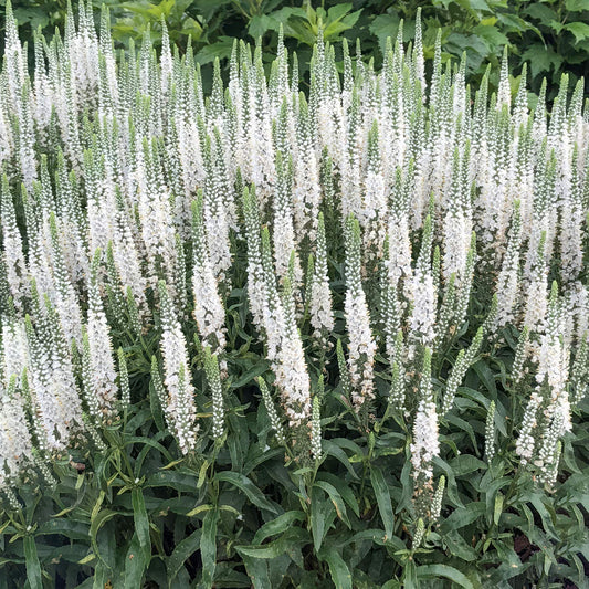 Veronica Magic Show 'White Wands'