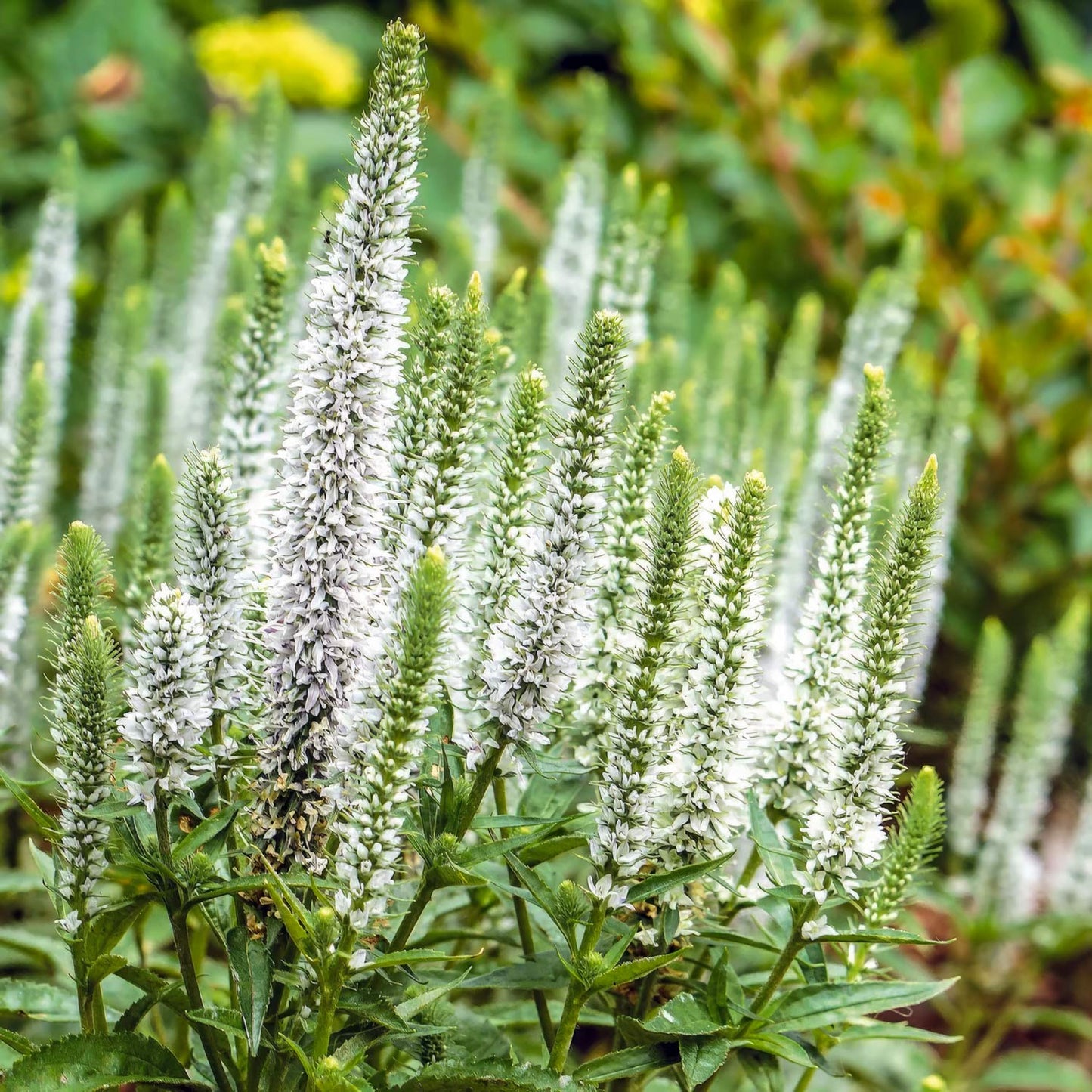 Veronica Magic Show 'White Wands'