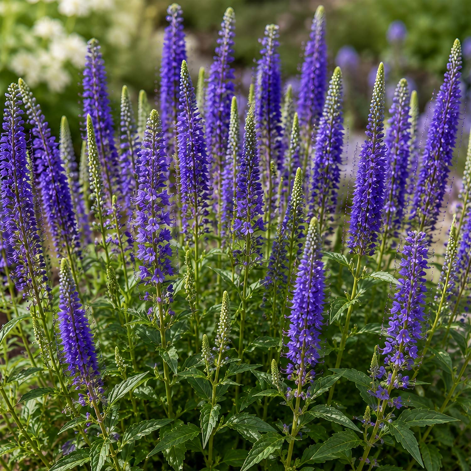 Veronica spicata ‘Anniversary Blue’