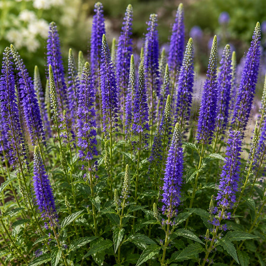 Veronica spicata ‘Anniversary Blue’