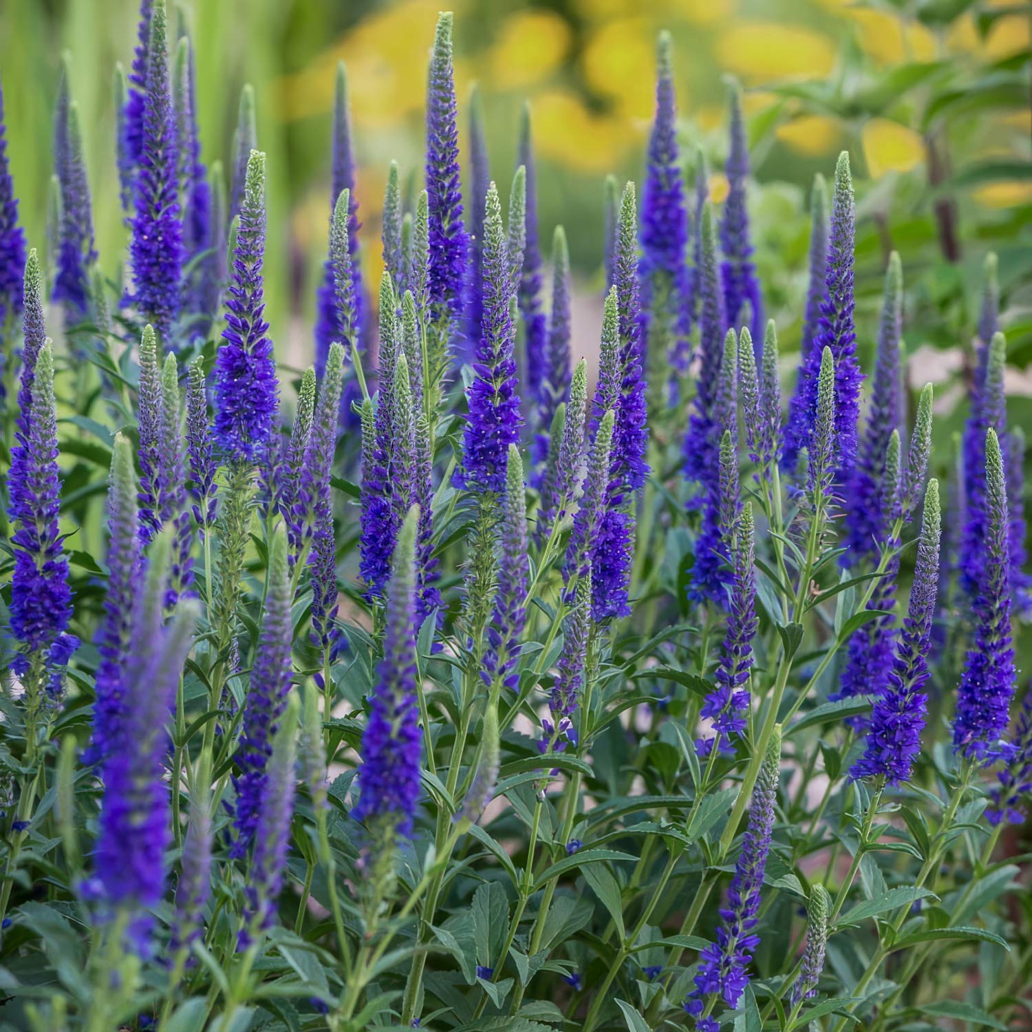Veronica spicata ‘Anniversary Blue’