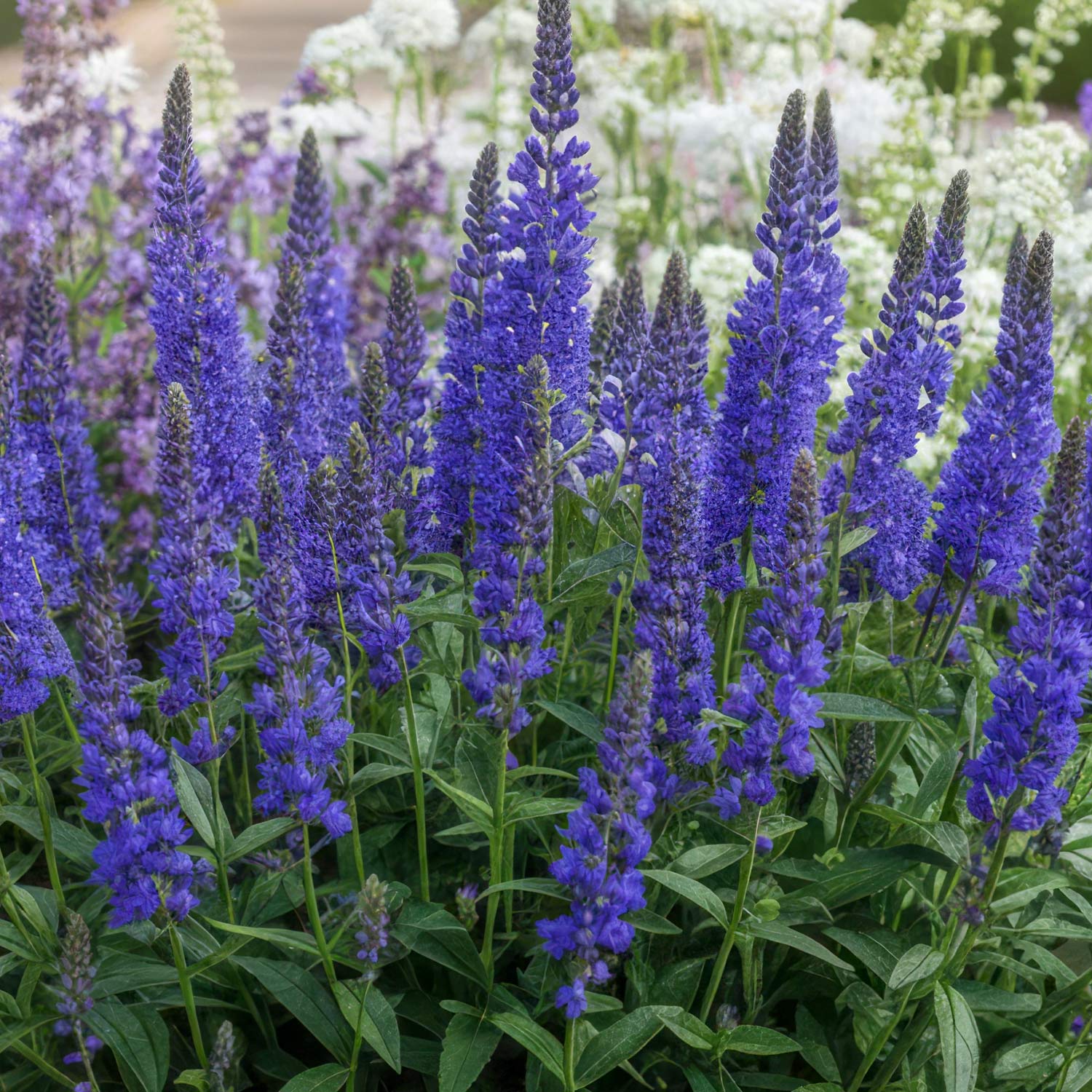 Veronica spicata ‘Anniversary Blue’