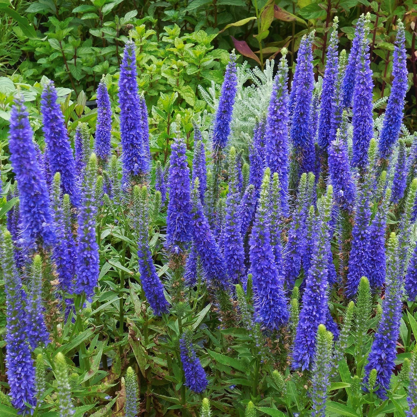 Veronica spicata ‘Anniversary Blue’