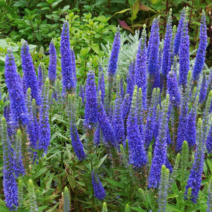 Veronica spicata ‘Anniversary Blue’