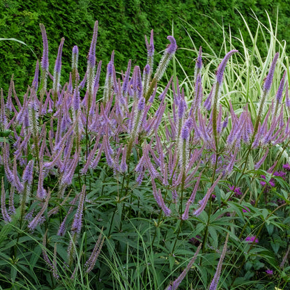 Veronicastrum virginicum 'Apollo'