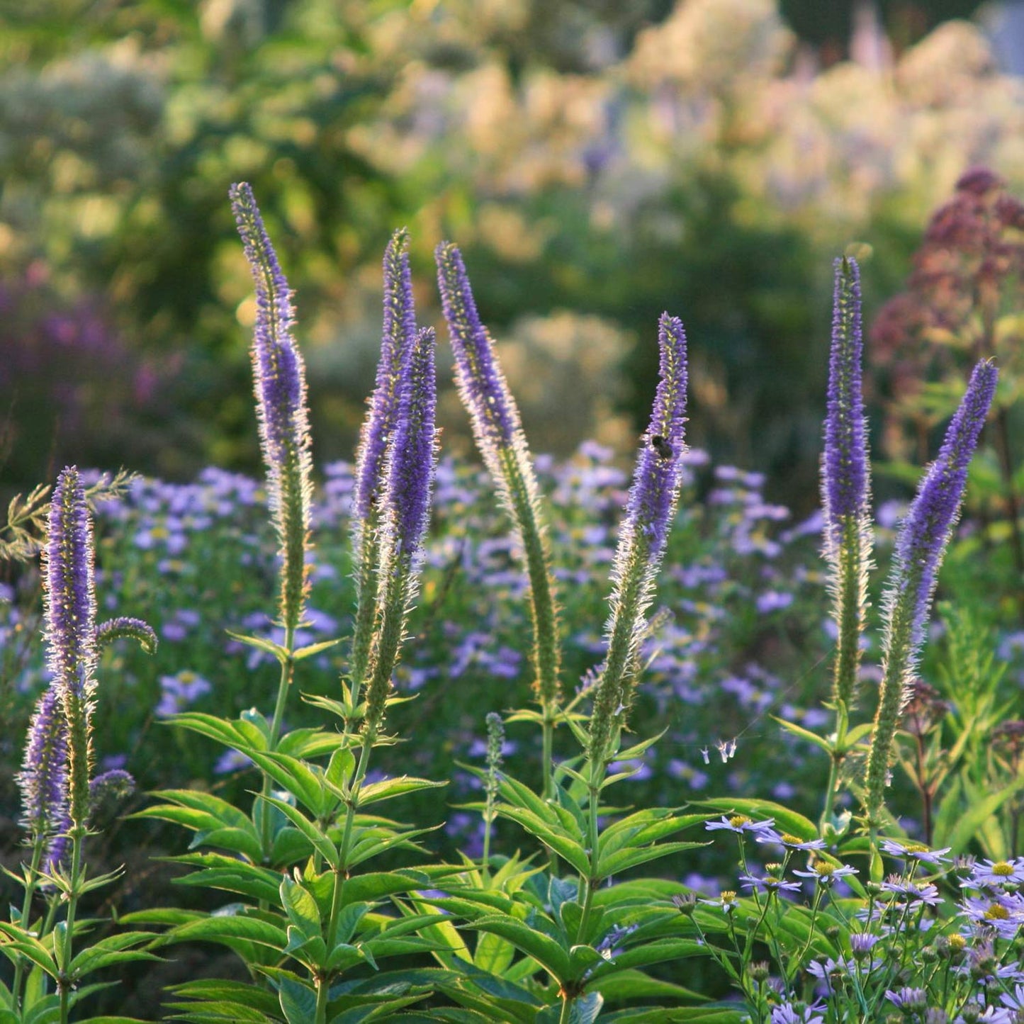 Veronicastrum virginicum 'Apollo'
