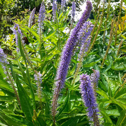 Veronicastrum virginicum 'Apollo'