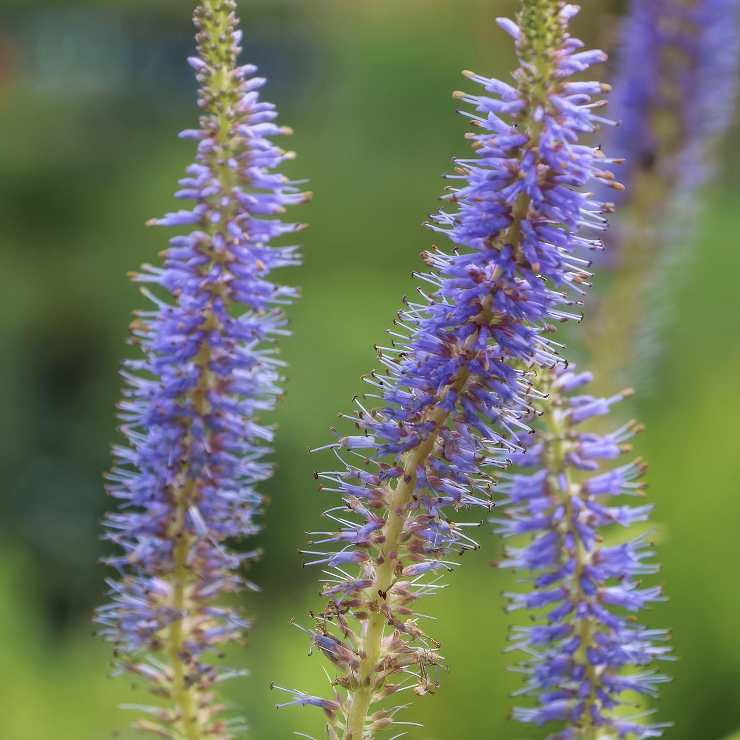 Veronicastrum virginicum 'Apollo'