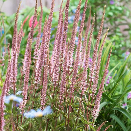 Veronicastrum virginicum 'Erica'