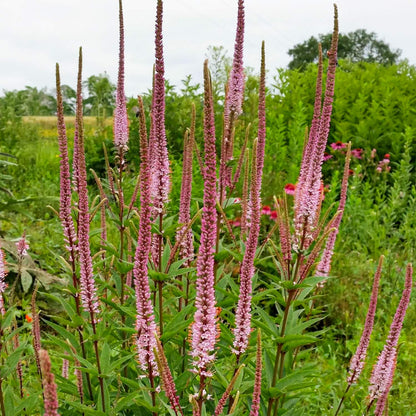 Veronicastrum virginicum 'Erica'
