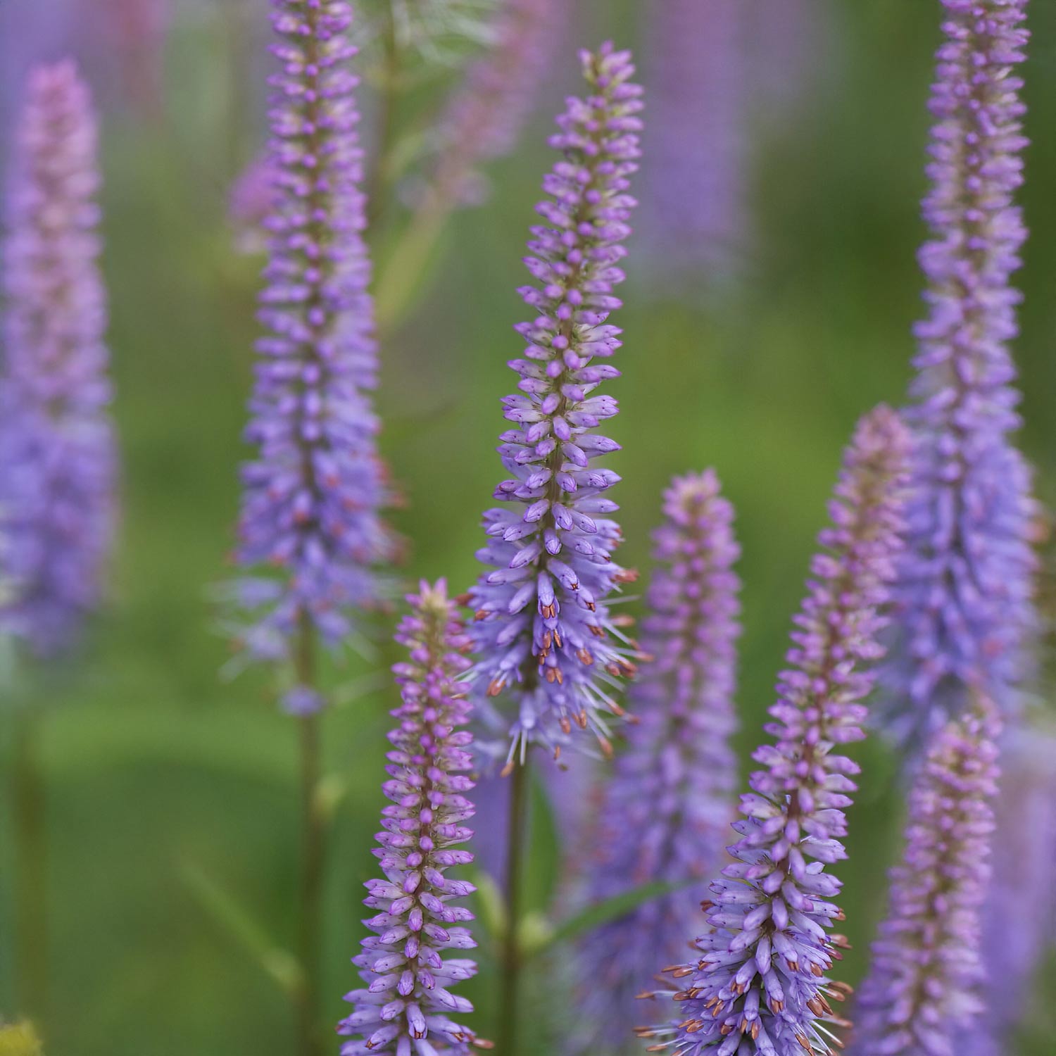 Veronicastrum virginicum 'Fascination'