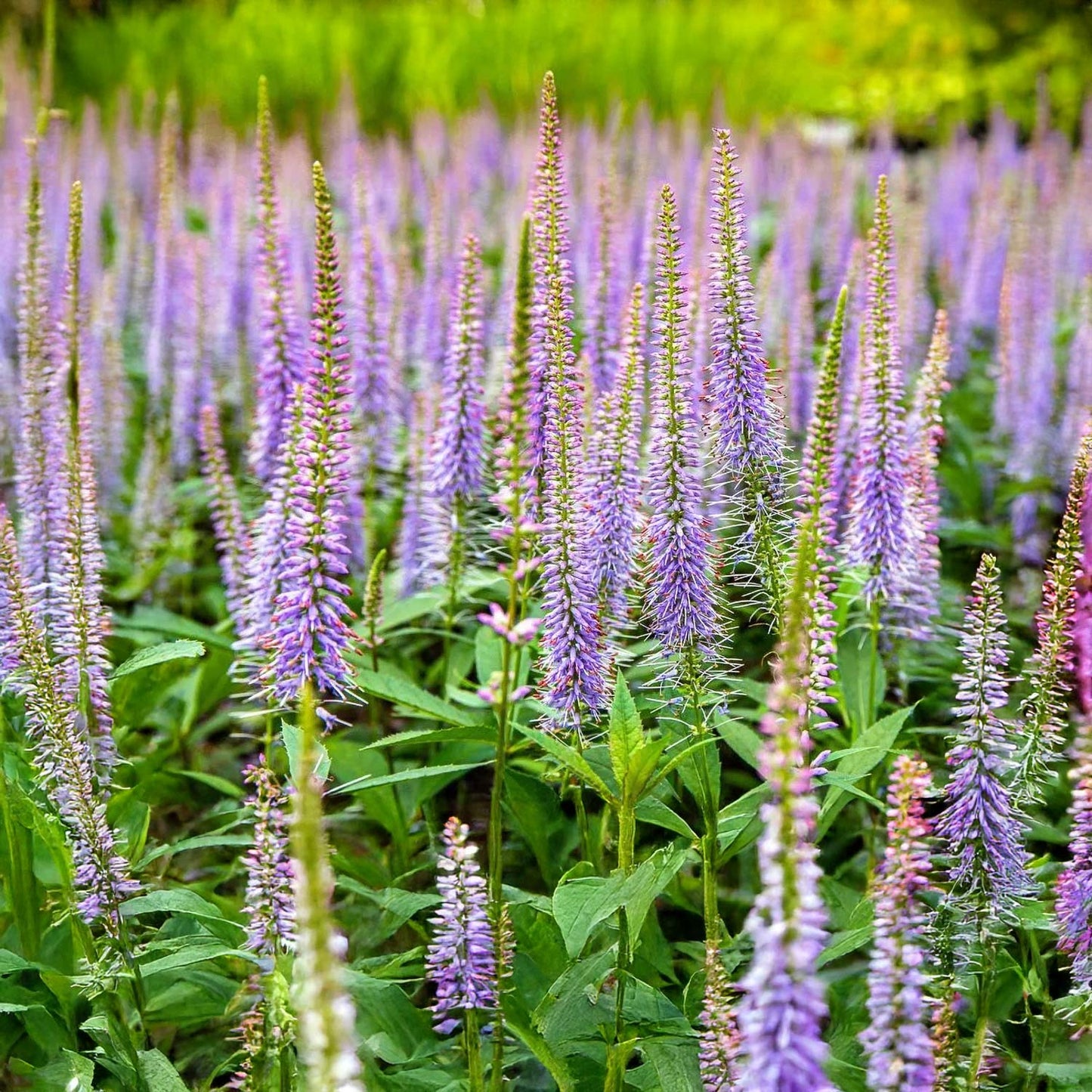 Veronicastrum virginicum 'Fascination'