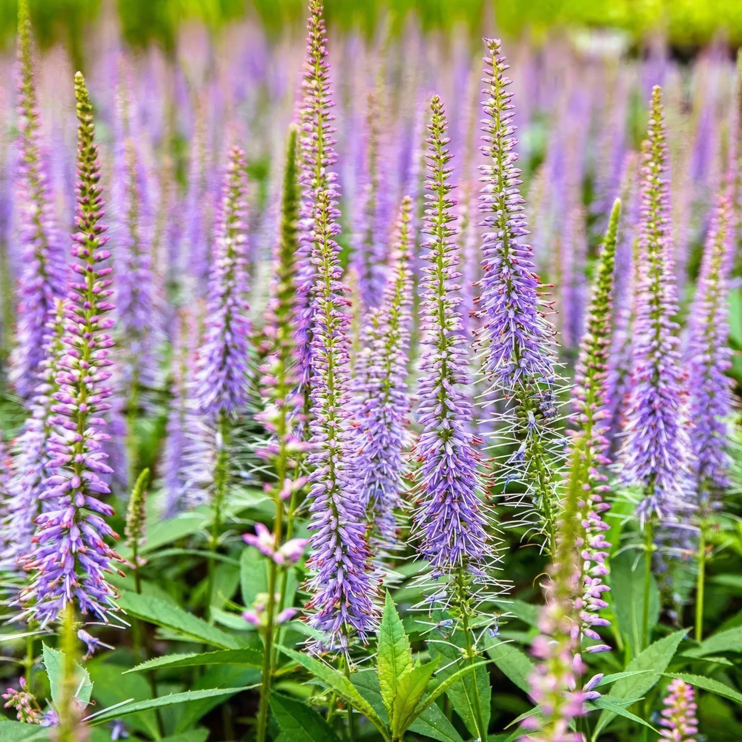 Veronicastrum virginicum 'Temptation'