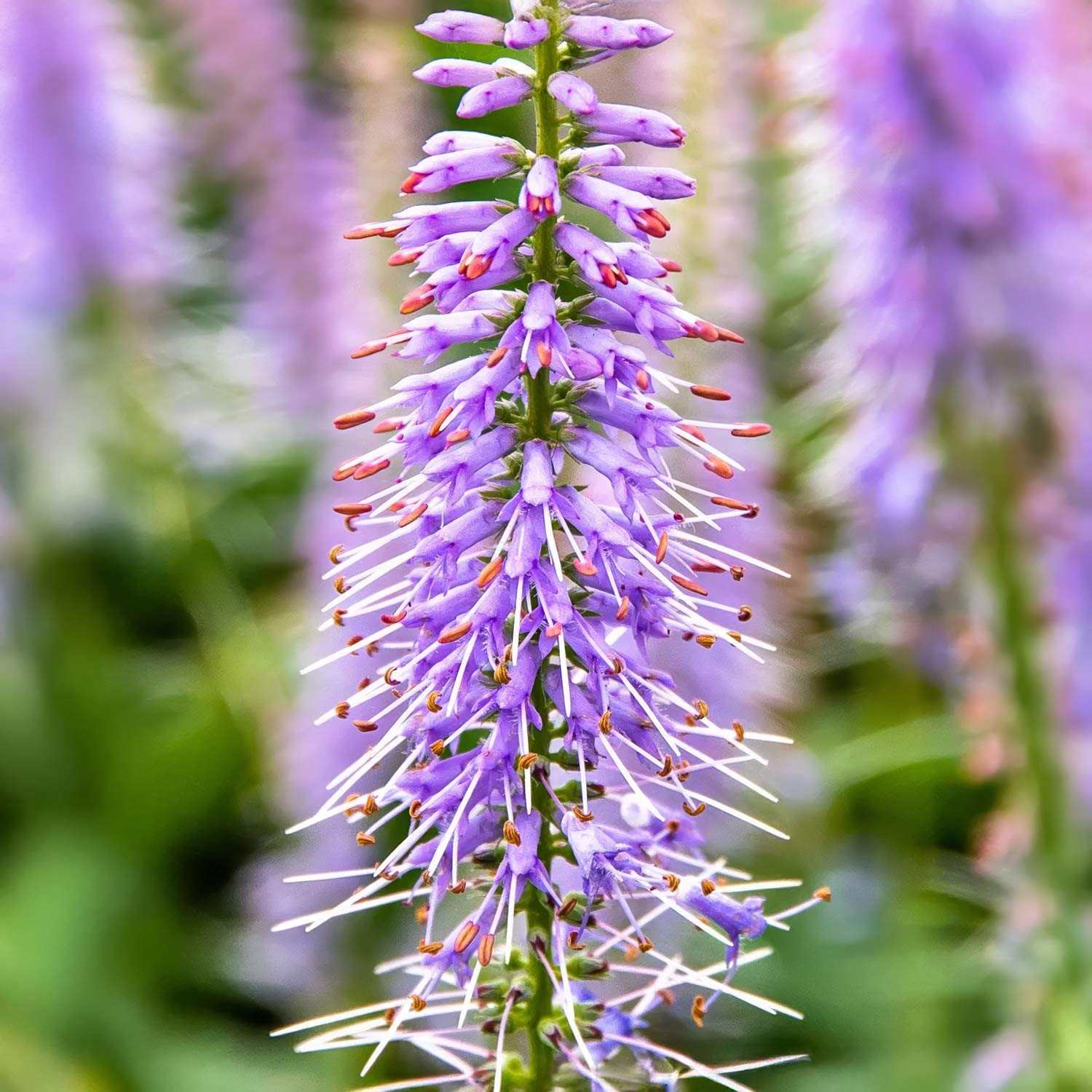 Veronicastrum virginicum 'Temptation'