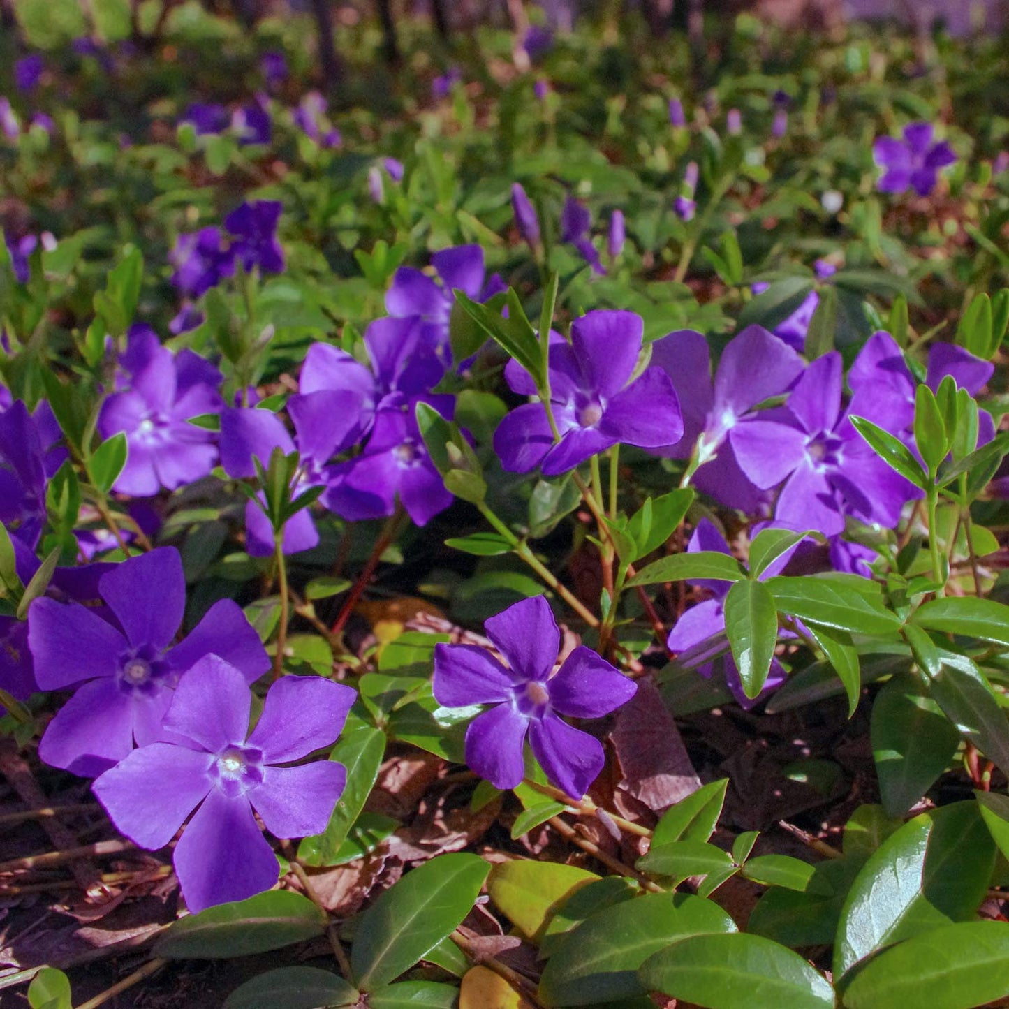 Vinca minor