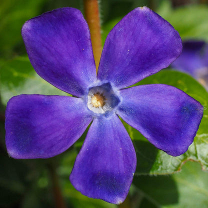 Vinca minor