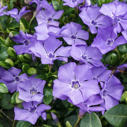 Vinca minor