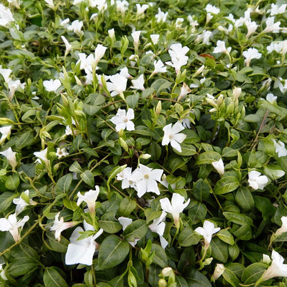 Vinca minor 'Alba'