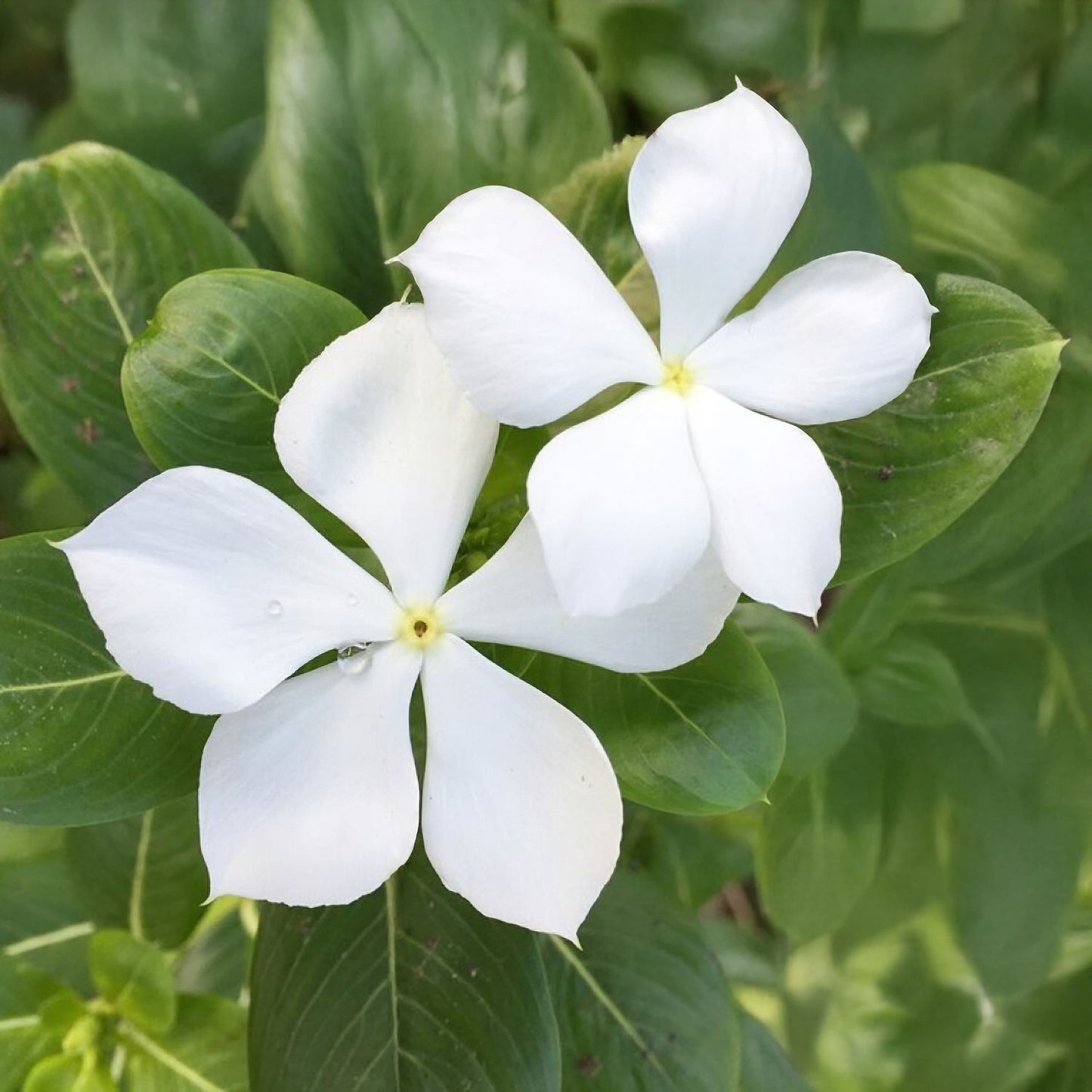 Vinca minor 'Alba'