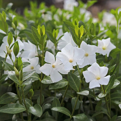 Vinca minor 'Alba'