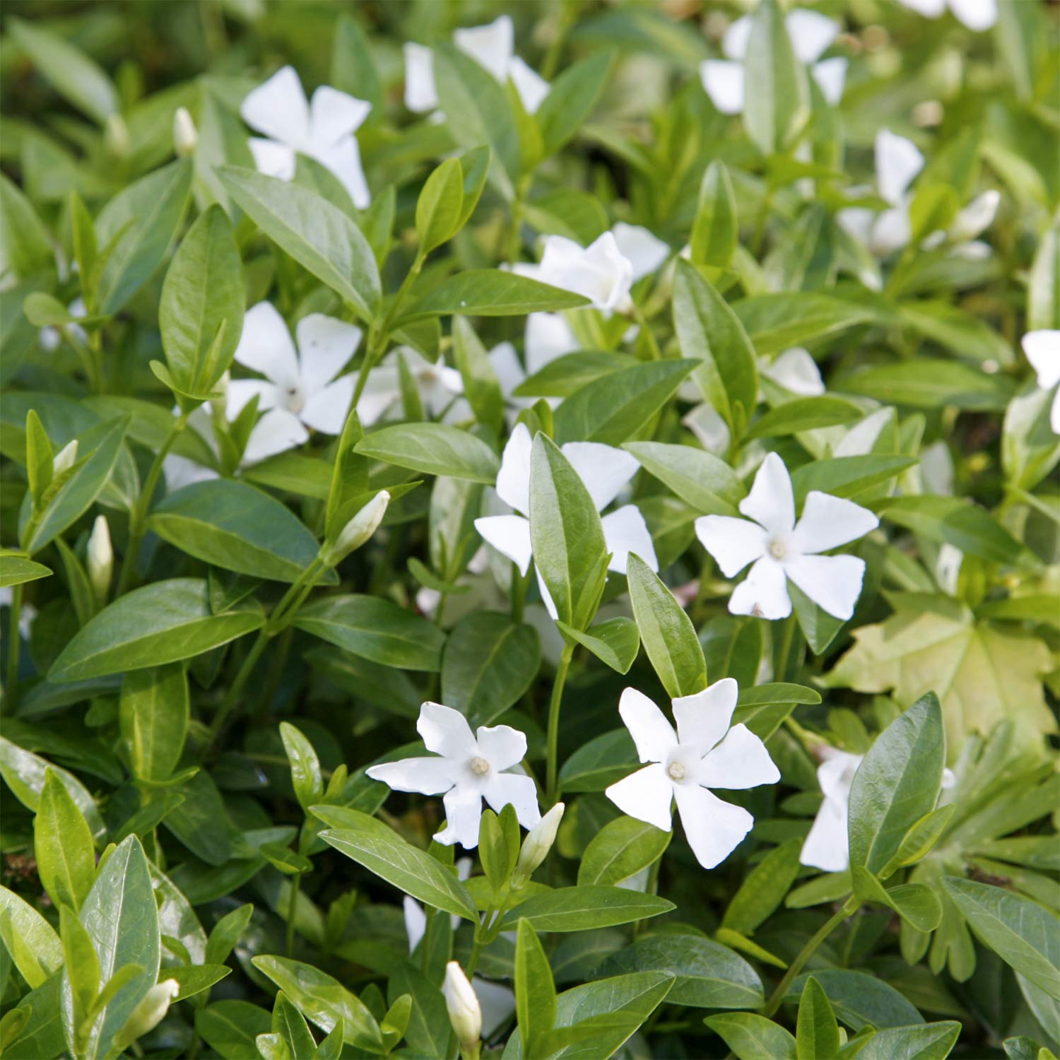 Vinca minor 'Alba'