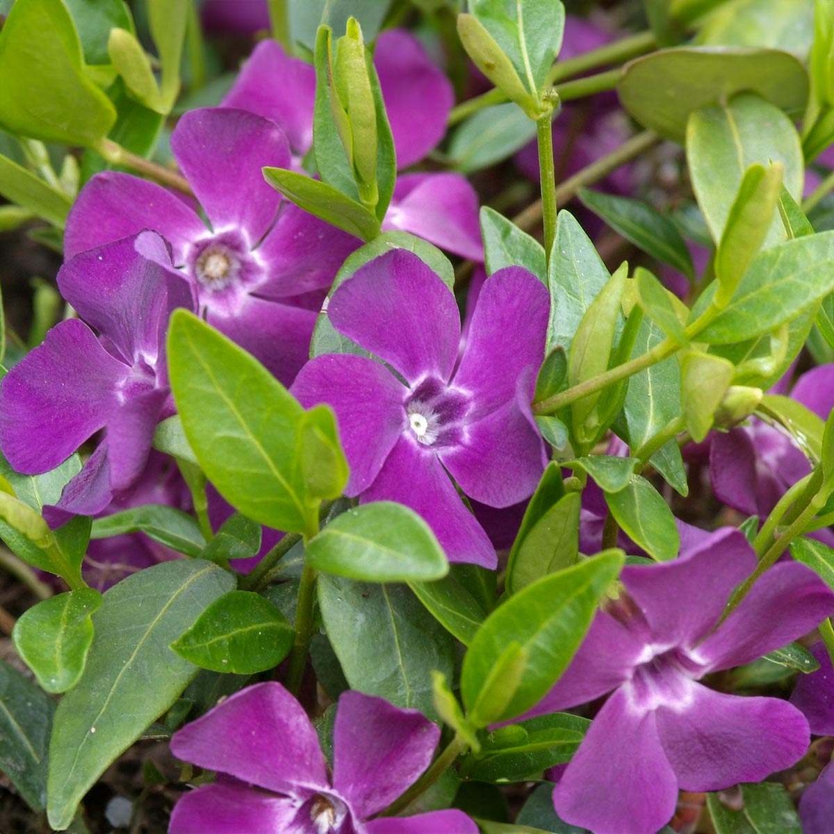 Vinca minor 'Atropurpurea'