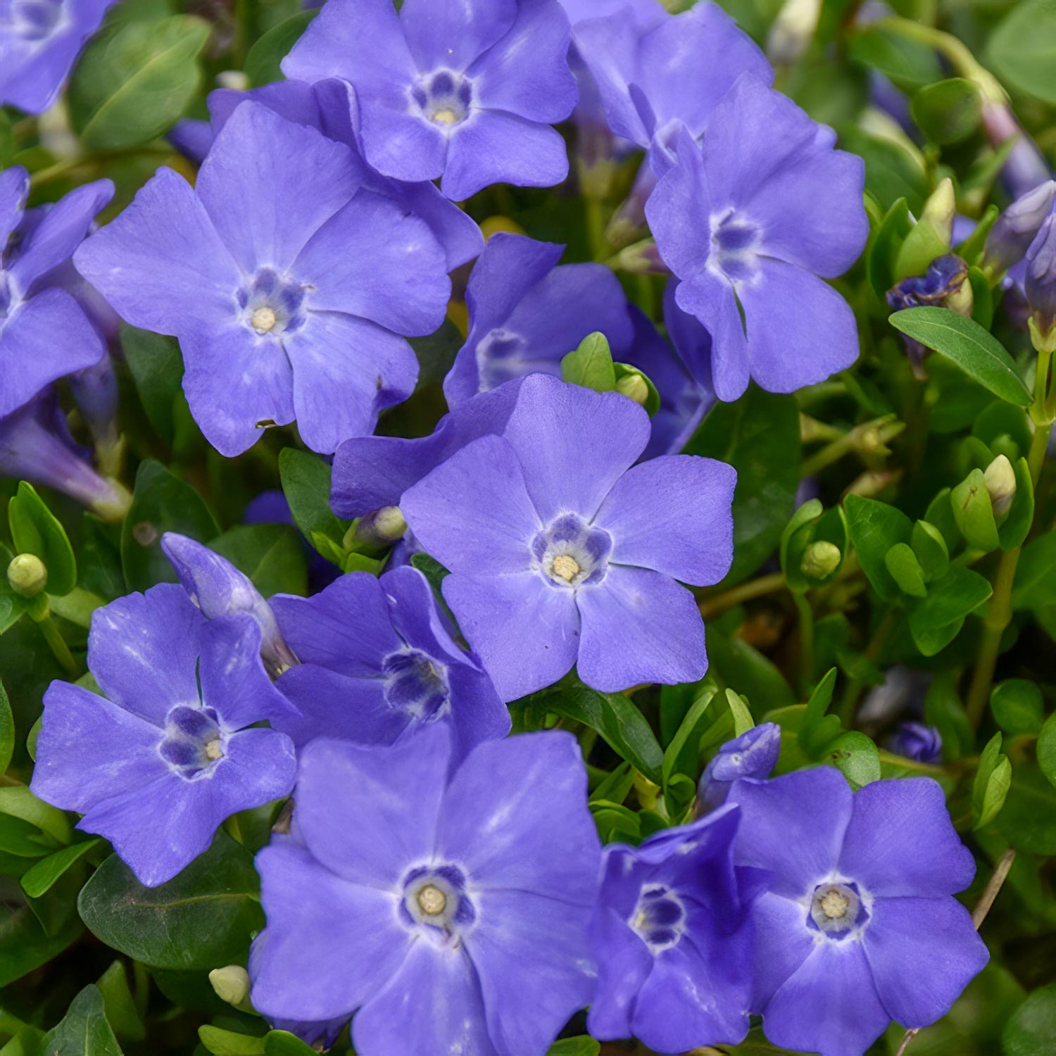 Vinca minor 'Bowles's Variety'