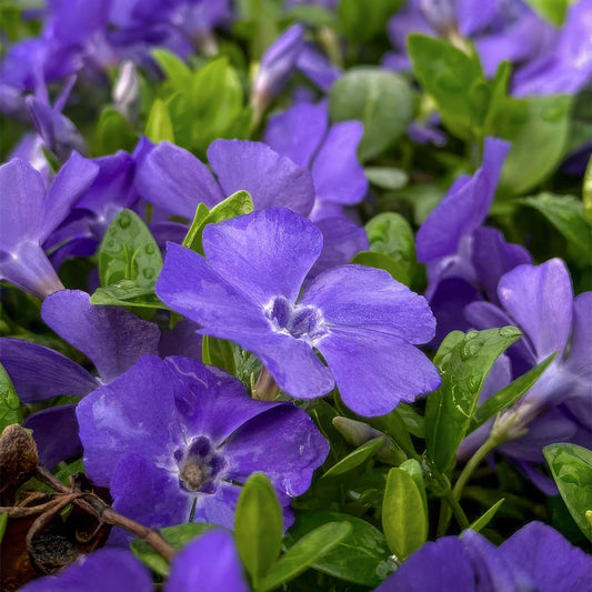 Vinca minor 'Bowles's Variety'