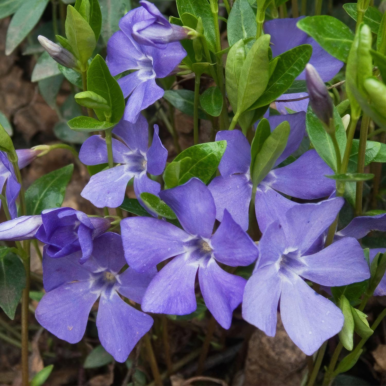 Vinca minor 'Bowles's Variety'