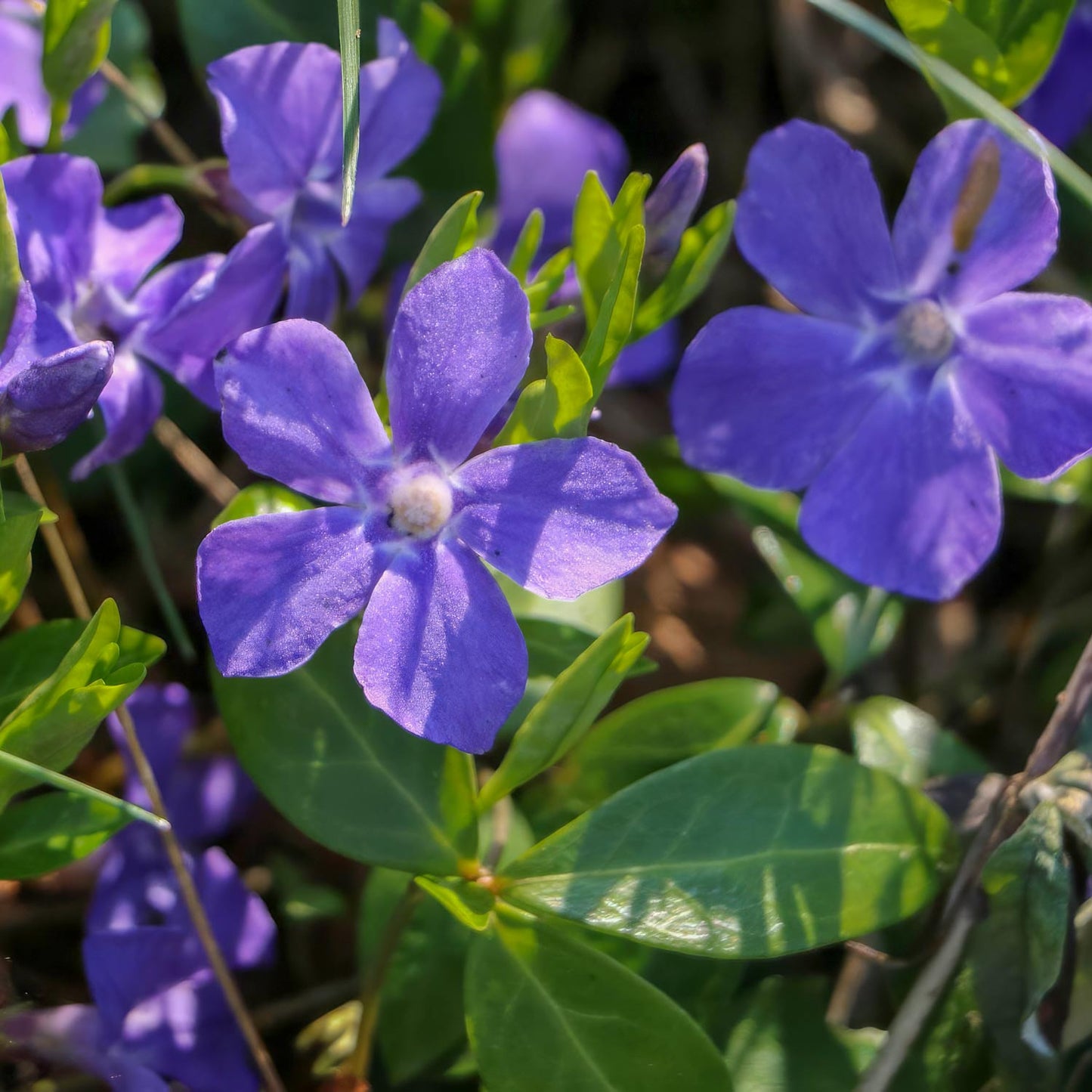 Vinca minor 'Bowles's Variety'