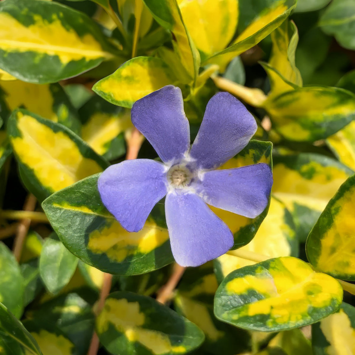 Vinca minor 'Imagine'. A single violet-blue periwinkle flower with five petals centered among variegated green and yellow leaves.