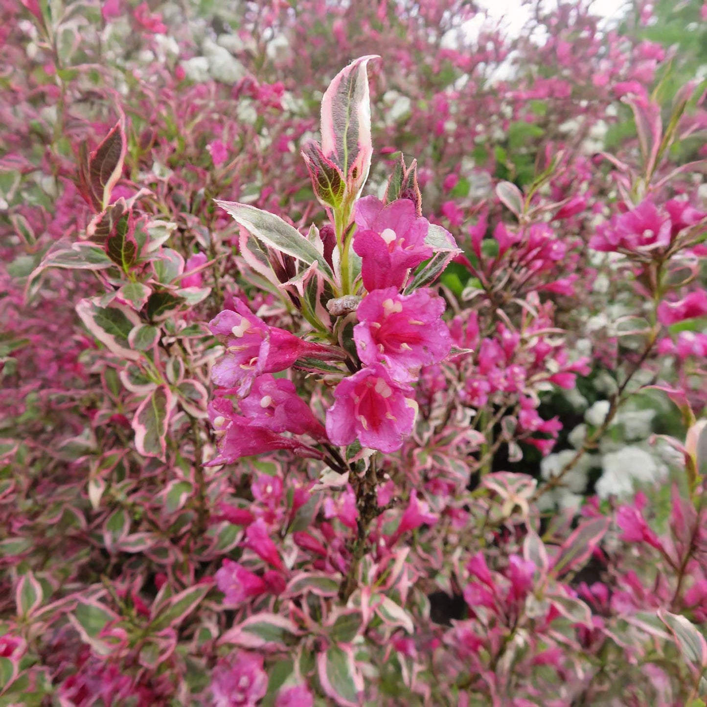 Weigela florida 'All Summer Monet'